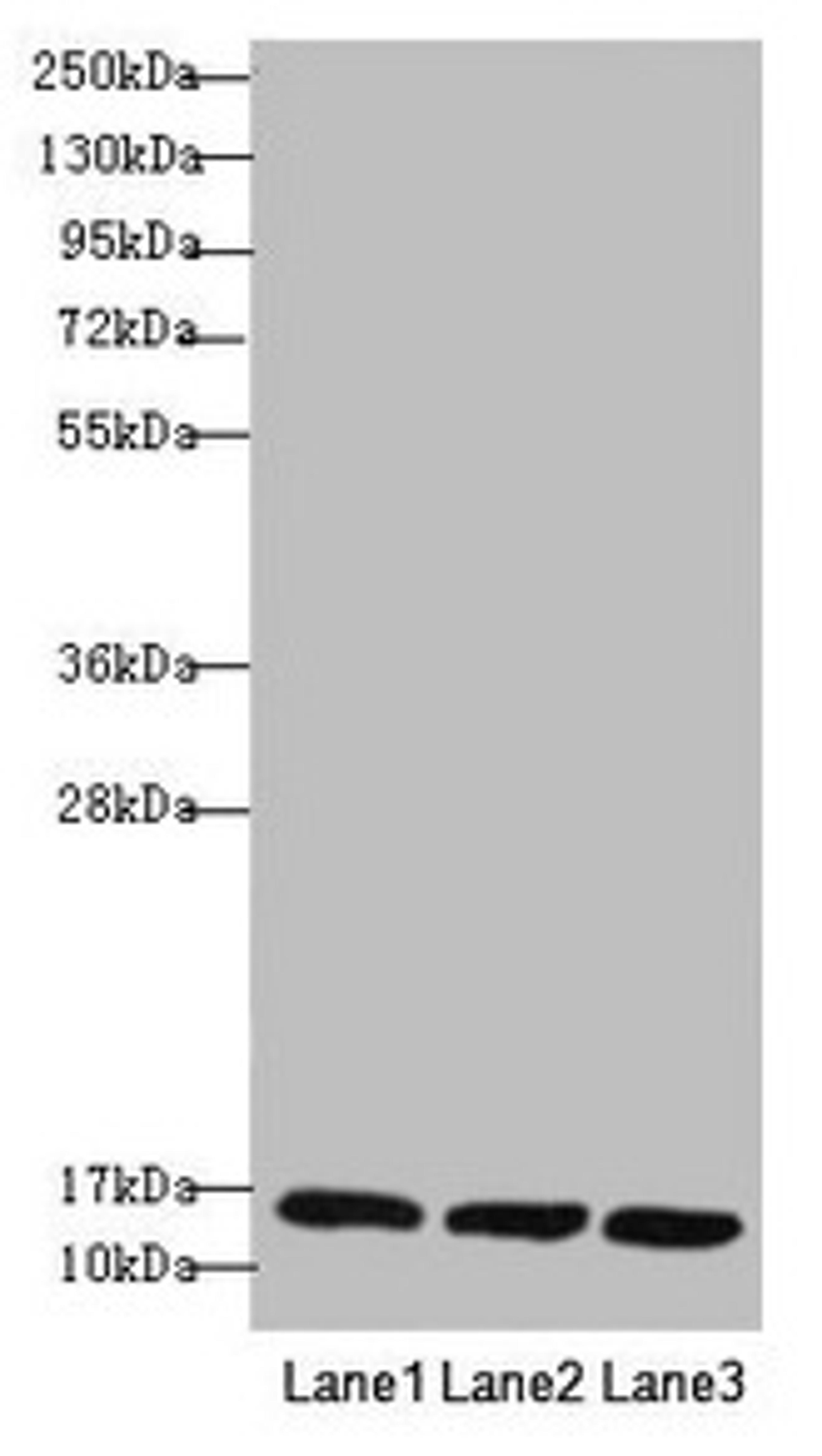 Western blot. All lanes: REEP5 antibody at 1.02µg/ml. Lane 1: MCF-7 whole cell lysate. Lane 2: K562 whole cell lysate. Lane 3: Hela whole cell lysate. Secondary. Goat polyclonal to rabbit IgG at 1/10000 dilution. Predicted band size: 22, 15 kDa. Observed band size: 15 kDa