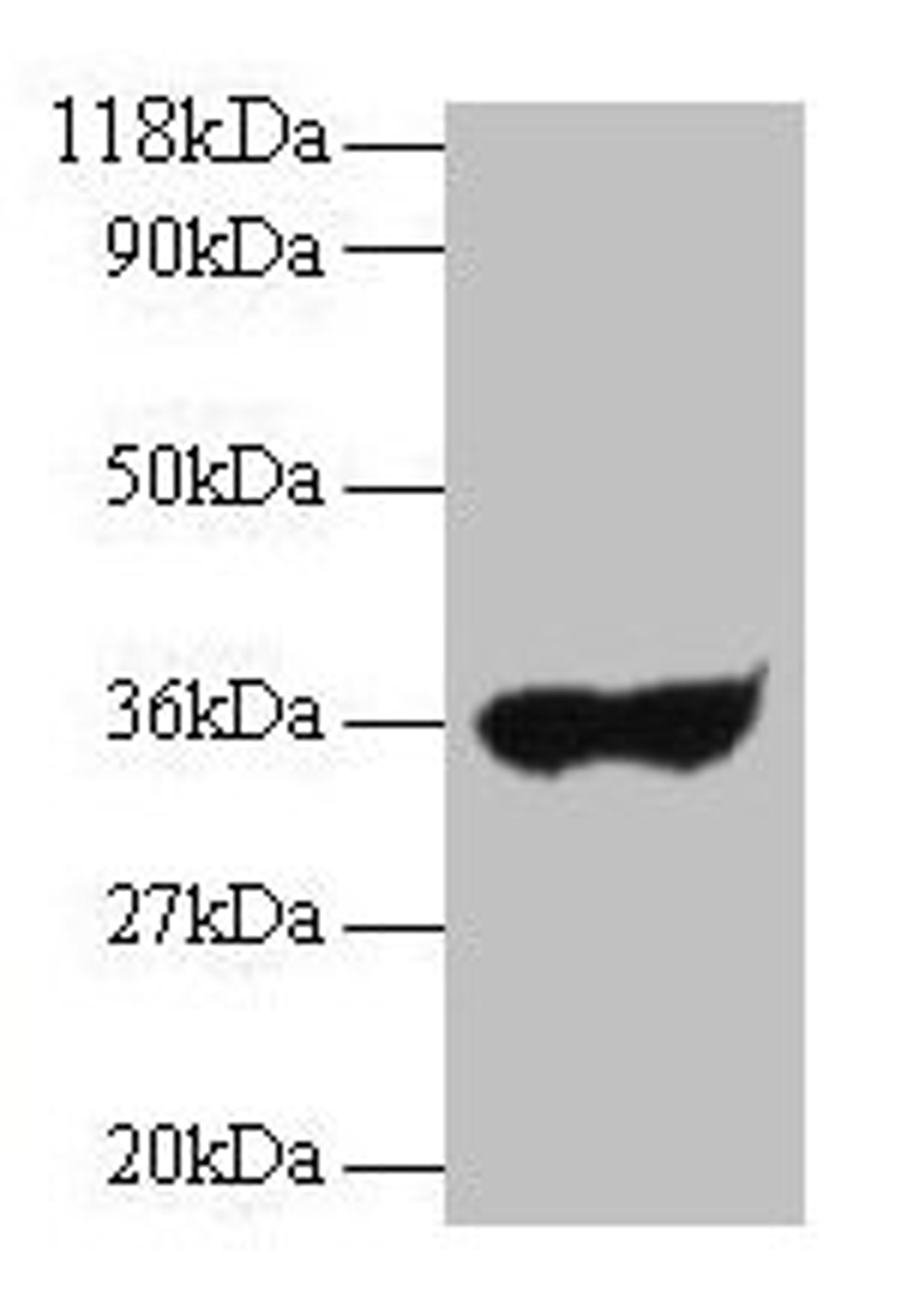 Western blot. All lanes: Human IgG light chain antibody at 2µg/ml + Human serum at 1: 100. Secondary. Goat polyclonal to rabbit IgG at 1/10000 dilution. Predicted band size: 35 kDa. Observed band size: 35 kDa