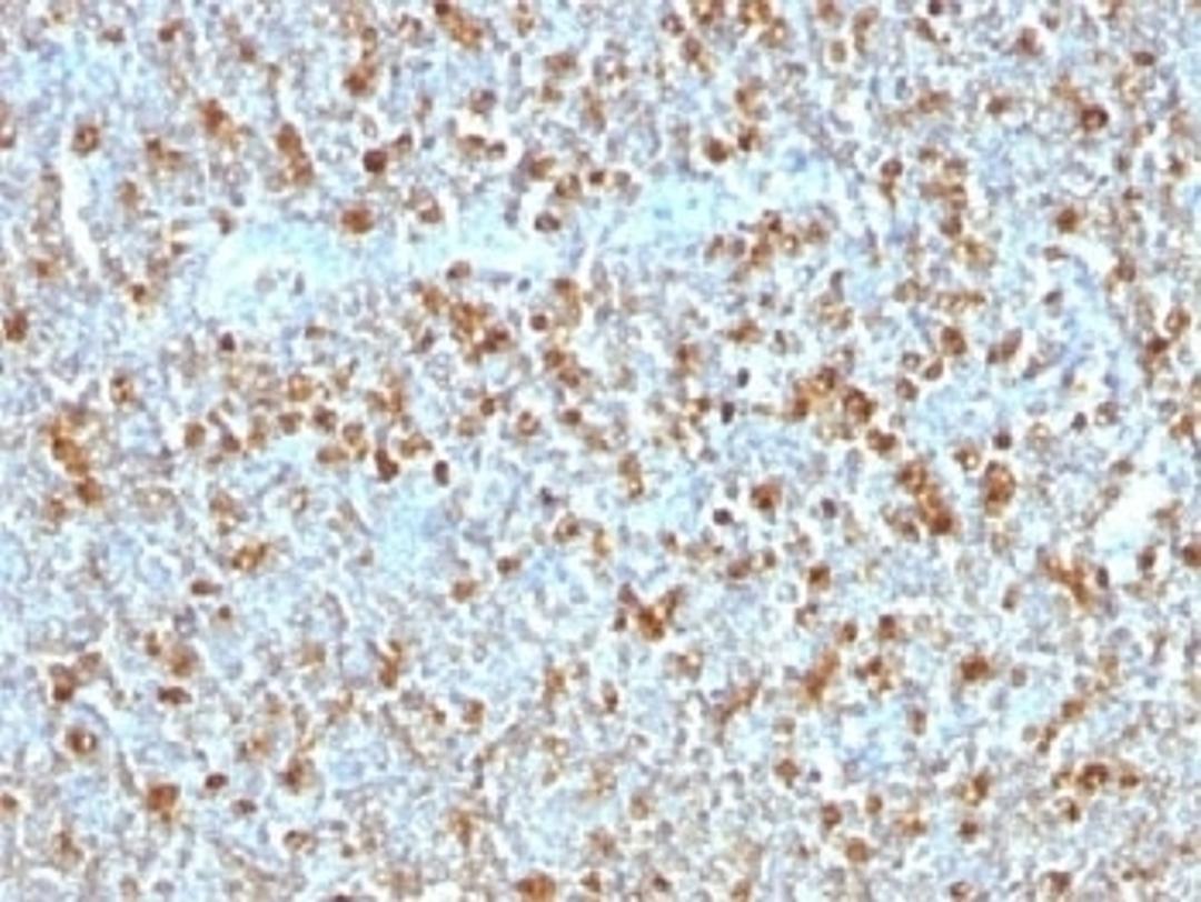 IHC testing of FFPE human tonsil with Alpha 1 Antitrypsin antibody (clone AAT/1379). Required HIER: steam sections in pH6, 10mM citrate buffer for 10-20 min.