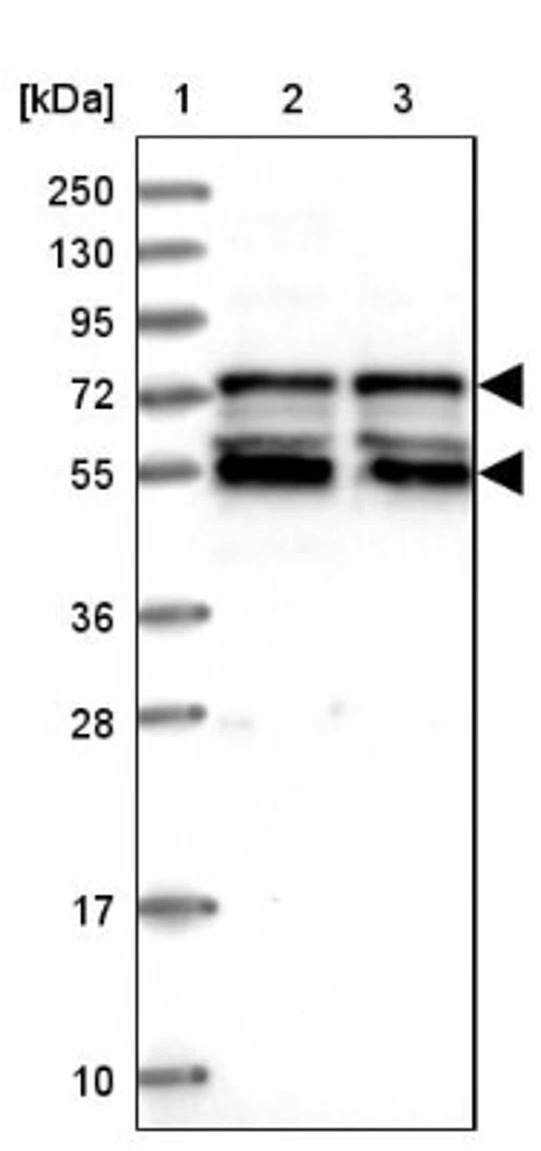 Western Blot: IRF2BP1 Antibody [NBP2-14127] - Lane 1: Marker [kDa] 250, 130, 95, 72, 55, 36, 28, 17, 10<br/>Lane 2: Human cell line RT-4<br/>Lane 3: Human cell line U-251MG sp