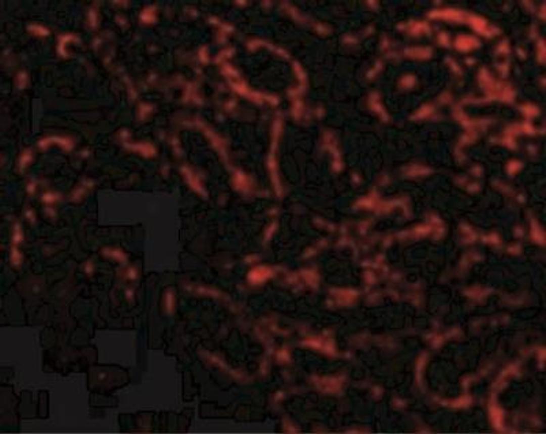 Immunofluorescence: RIPK3/RIP3 Antibody [NBP1-77299] - Immunofluorescence of RIP3 in Rat Kidney cells with RIP3 antibody at 20 ug/mL.