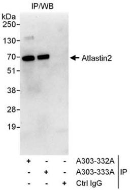 Detection of human Atlastin2 by western blot of immunoprecipitates.