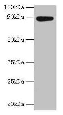Western blot. All lanes: AFG3L2 antibody at 2µg/ml + EC109 whole cell lysate. Secondary. Goat polyclonal to rabbit IgG at 1/15000 dilution. Predicted band size: 89 kDa. Observed band size: 89 kDa