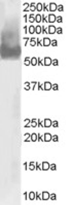 46-591 staining (0.03ug/ml) of U937 lysate (RIPA buffer, 30ug total protein per lane). Primary incubated for 1 hour. Detected by western blot using chemiluminescence.