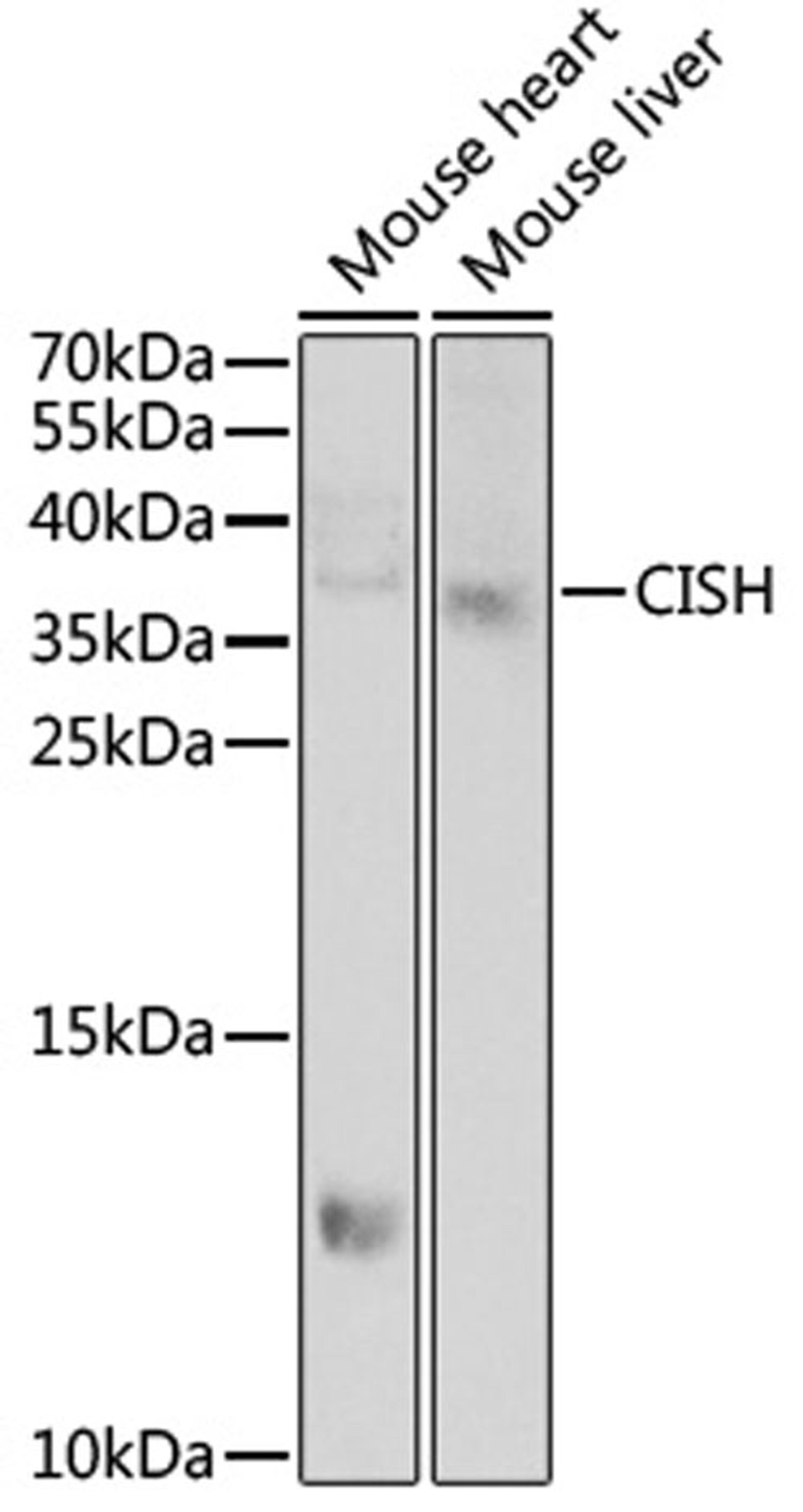 Western blot - CISH antibody (A6286)