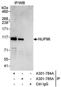 Detection of human NUP96 by western blot of immunoprecipitates.