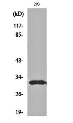 Western blot analysis of 293 cell lysates using NF-YB antibody