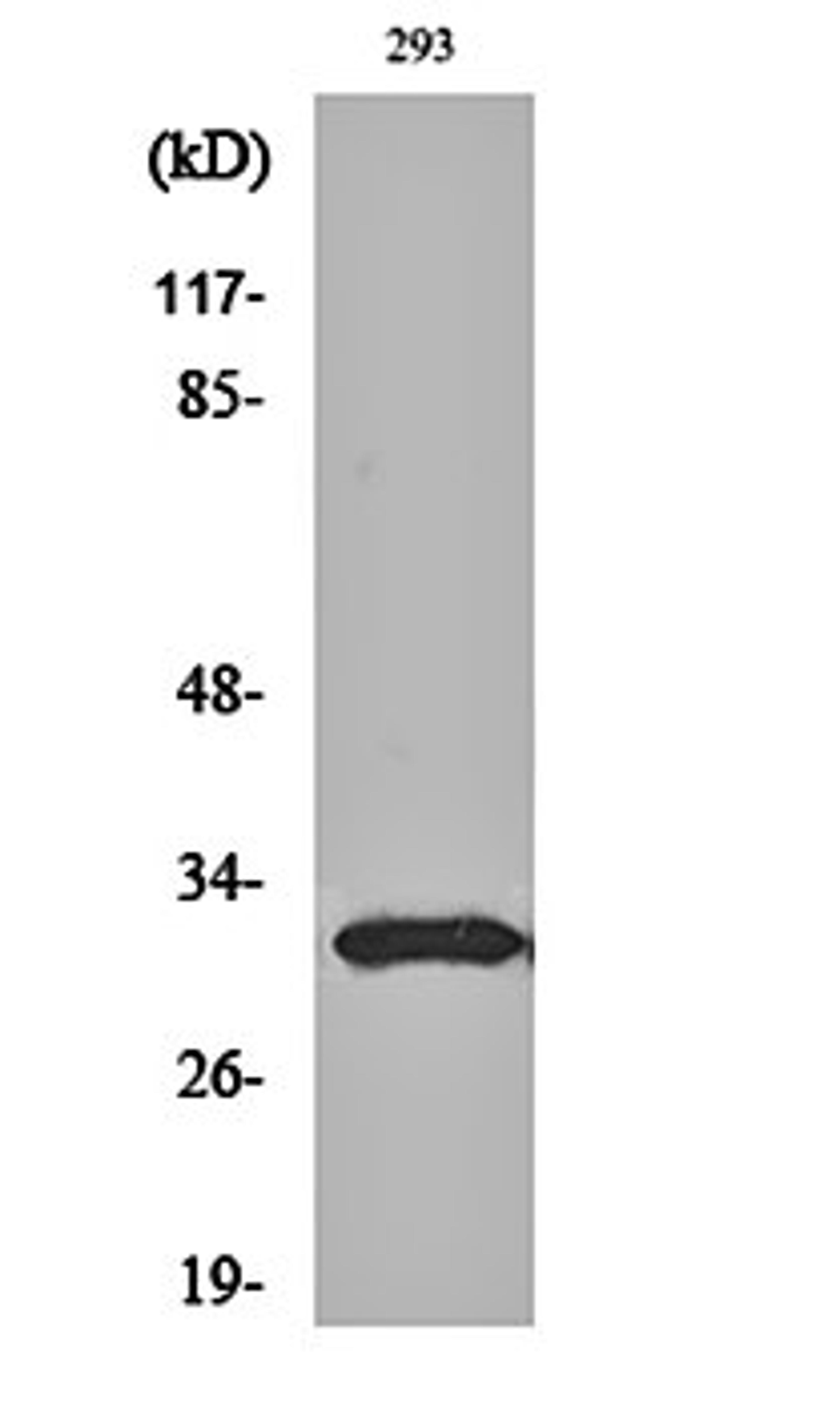 Western blot analysis of 293 cell lysates using NF-YB antibody