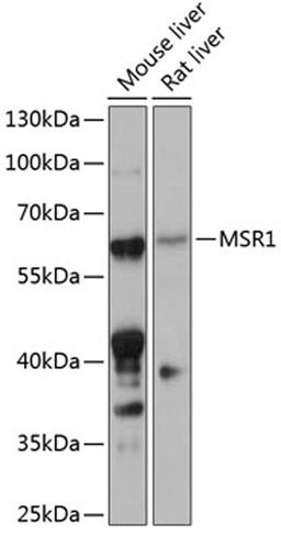 Western blot - MSR1 antibody (A14187)