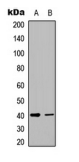 Western blot analysis of Raw264.7 (Lane 1), rat kidney (Lane 2) whole cell lysates using TNFSF8 antibody