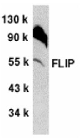 Western blot analysis of NIH/3T3 whole cell lysate probed with Rabbit anti Mouse FLIP (AHP481)