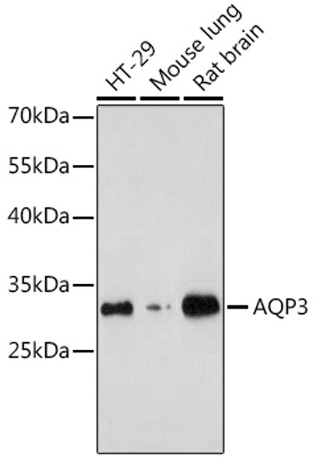 Western blot - AQP3 antibody (A2838)