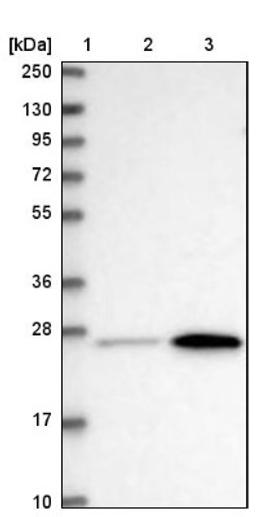 Western Blot: METTL7B Antibody [NBP2-47377] - Lane 1: Marker [kDa] 250, 130, 95, 72, 55, 36, 28, 17, 10.  Lane 2: Human cell line RT-4.  Lane 3: Human cell line U-251MG.