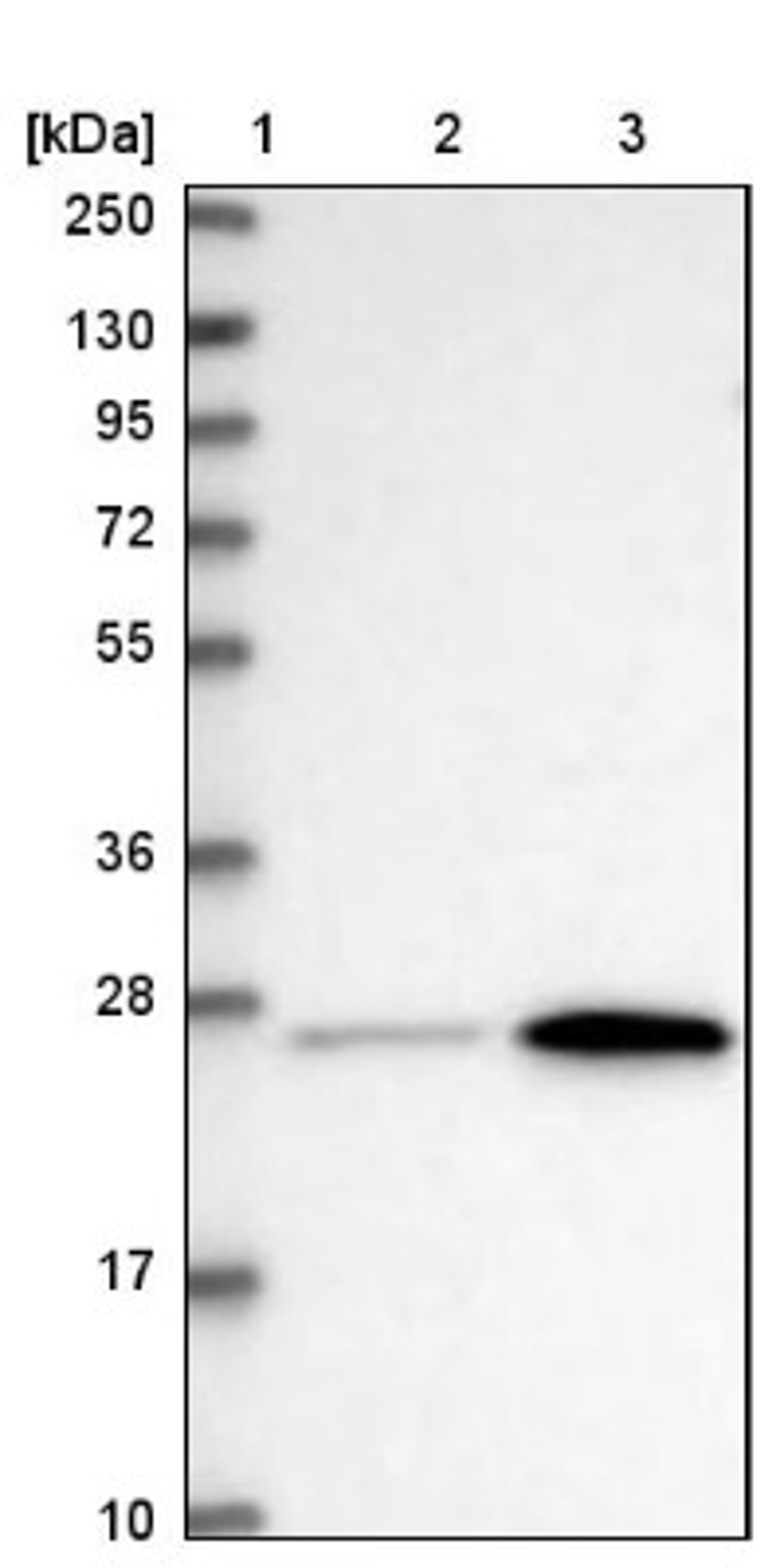 Western Blot: METTL7B Antibody [NBP2-47377] - Lane 1: Marker [kDa] 250, 130, 95, 72, 55, 36, 28, 17, 10.  Lane 2: Human cell line RT-4.  Lane 3: Human cell line U-251MG.