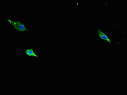 Immunofluorescent analysis of Hela cells using CSB-PA011880LA01MO at dilution of 1:100 and Alexa Fluor 488-congugated AffiniPure Goat Anti-Rabbit IgG(H+L)