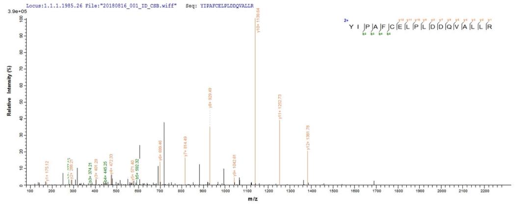 Based on the SEQUEST from database of E.coli host and target protein, the LC-MS/MS Analysis result of CSB-EP010594HU could indicate that this peptide derived from E.coli-expressed Homo sapiens (Human) HNF4A.
