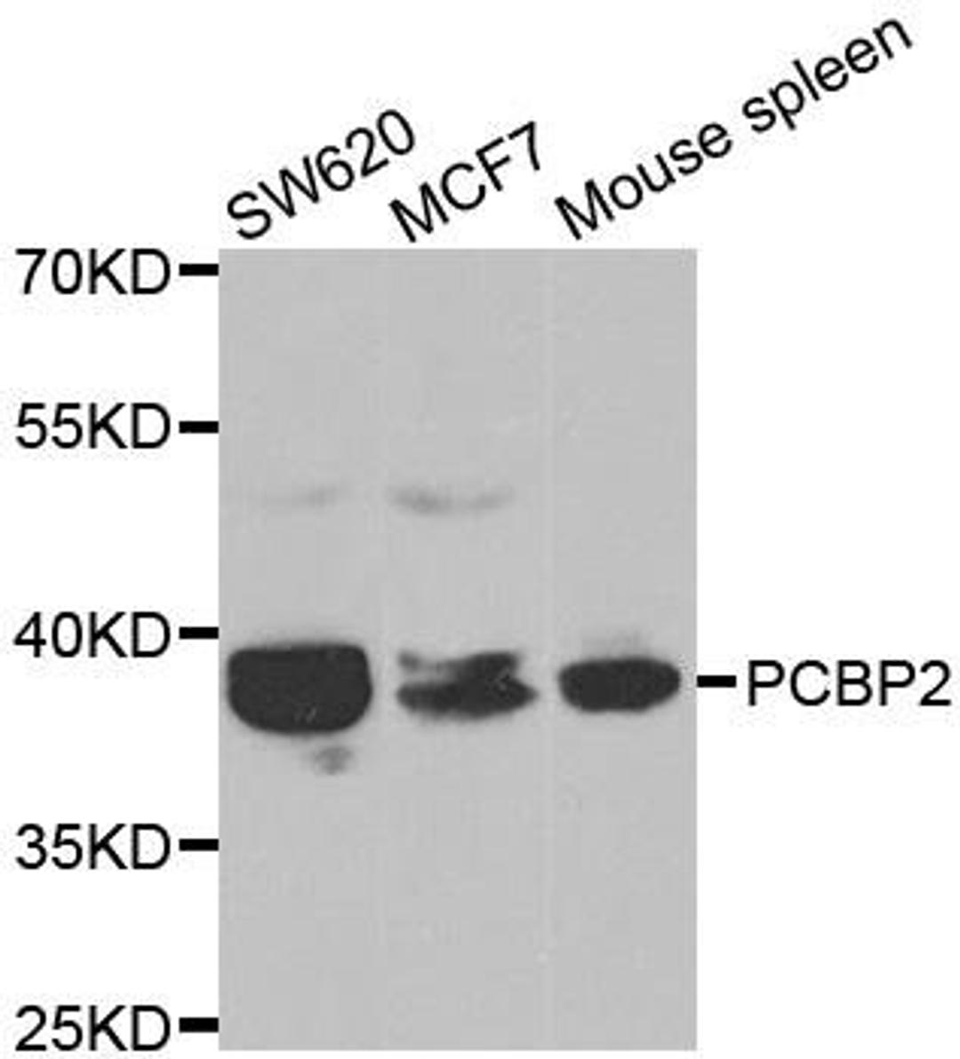 Western blot analysis of extracts of various cell lines using PCBP2 antibody