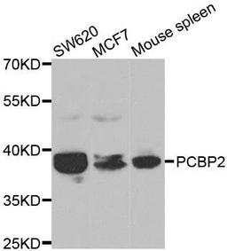 Western blot analysis of extracts of various cell lines using PCBP2 antibody