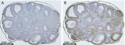 Immunohistochemistry-Paraffin: Rhox8 Antibody [NBP2-23671] - Immunolocalization of Rhox-8 protein in mice. Serial ovarian sections from eCG primed mice, after 8 h hCG-treated mice were incubated with either preimmune serum (1:250 dilution, A) or Rhox-8 antibody (1:2500 dilution, B).