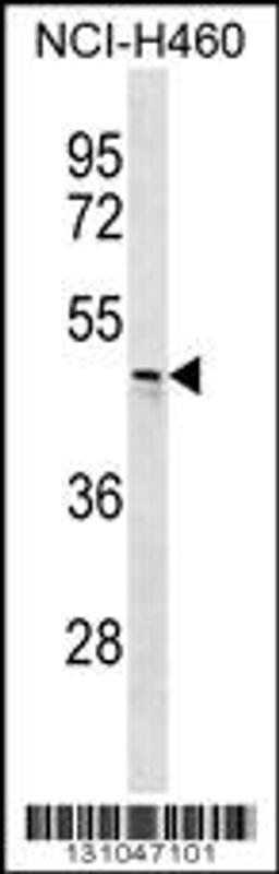 Western blot analysis in NCI-H460 cell line lysates (35ug/lane).