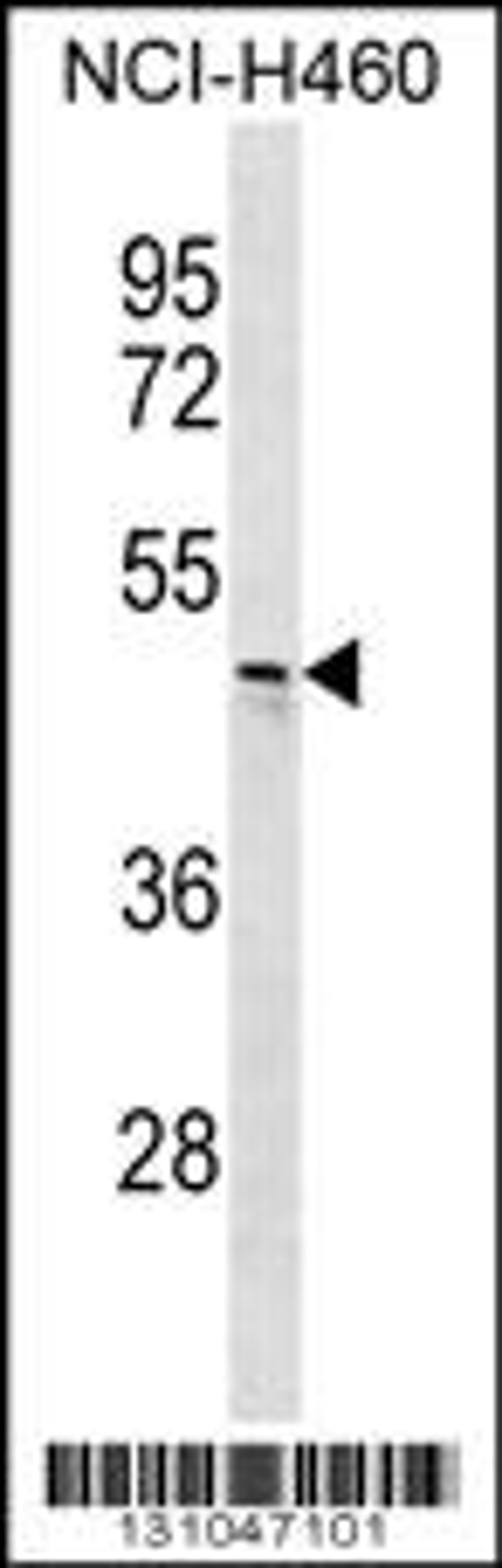 Western blot analysis in NCI-H460 cell line lysates (35ug/lane).