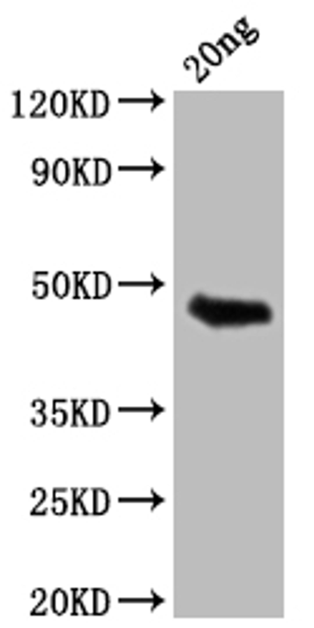 Western Blot. Positive WB detected in Recombinant protein. All lanes: GIP antibody at 1:2000. Secondary. Goat polyclonal to rabbit IgG at 1/50000 dilution. Predicted band size: 45.3 kDa. Observed band size: 46 kDa.