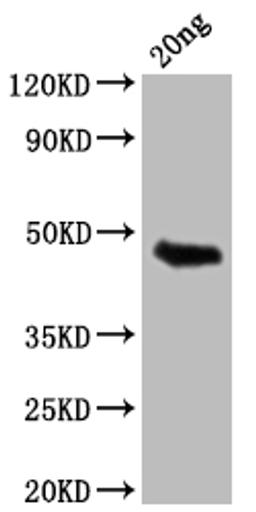 Western Blot. Positive WB detected in Recombinant protein. All lanes: GIP antibody at 1:2000. Secondary. Goat polyclonal to rabbit IgG at 1/50000 dilution. Predicted band size: 45.3 kDa. Observed band size: 46 kDa.