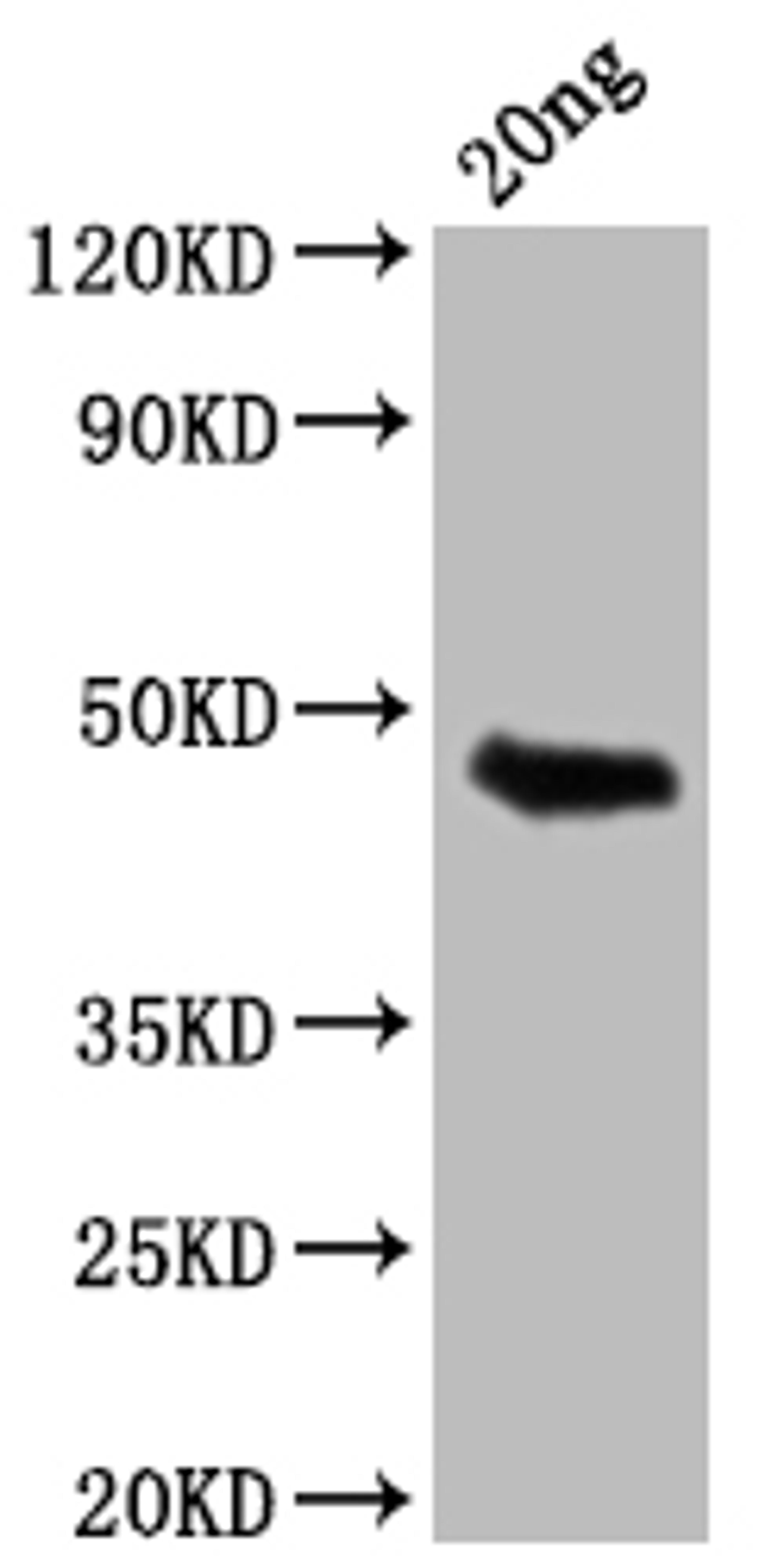 Western Blot. Positive WB detected in Recombinant protein. All lanes: GIP antibody at 1:2000. Secondary. Goat polyclonal to rabbit IgG at 1/50000 dilution. Predicted band size: 45.3 kDa. Observed band size: 46 kDa.