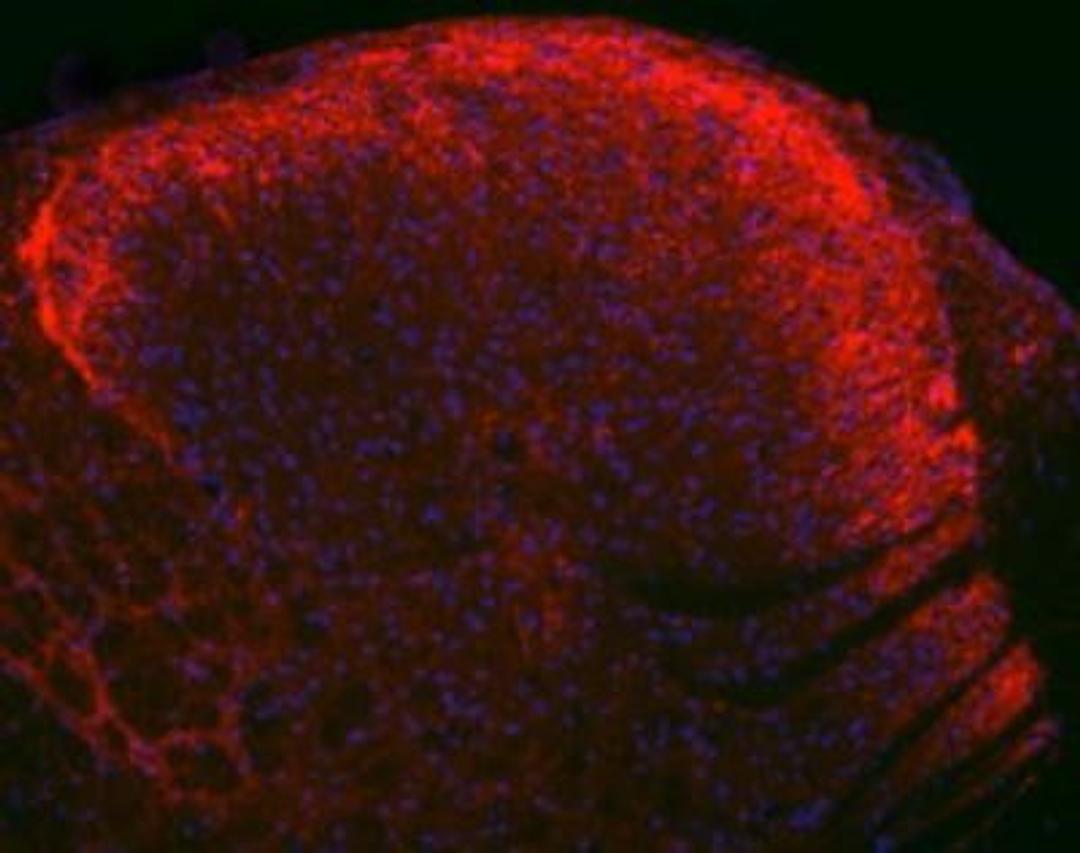 Immunocytochemistry/Immunofluorescence: Substance P Antibody [NB300-187] - Detection of Substance P in rat spinal cord dorsal horn (red fluorescence). DAPI (blue) was used as counter stain.