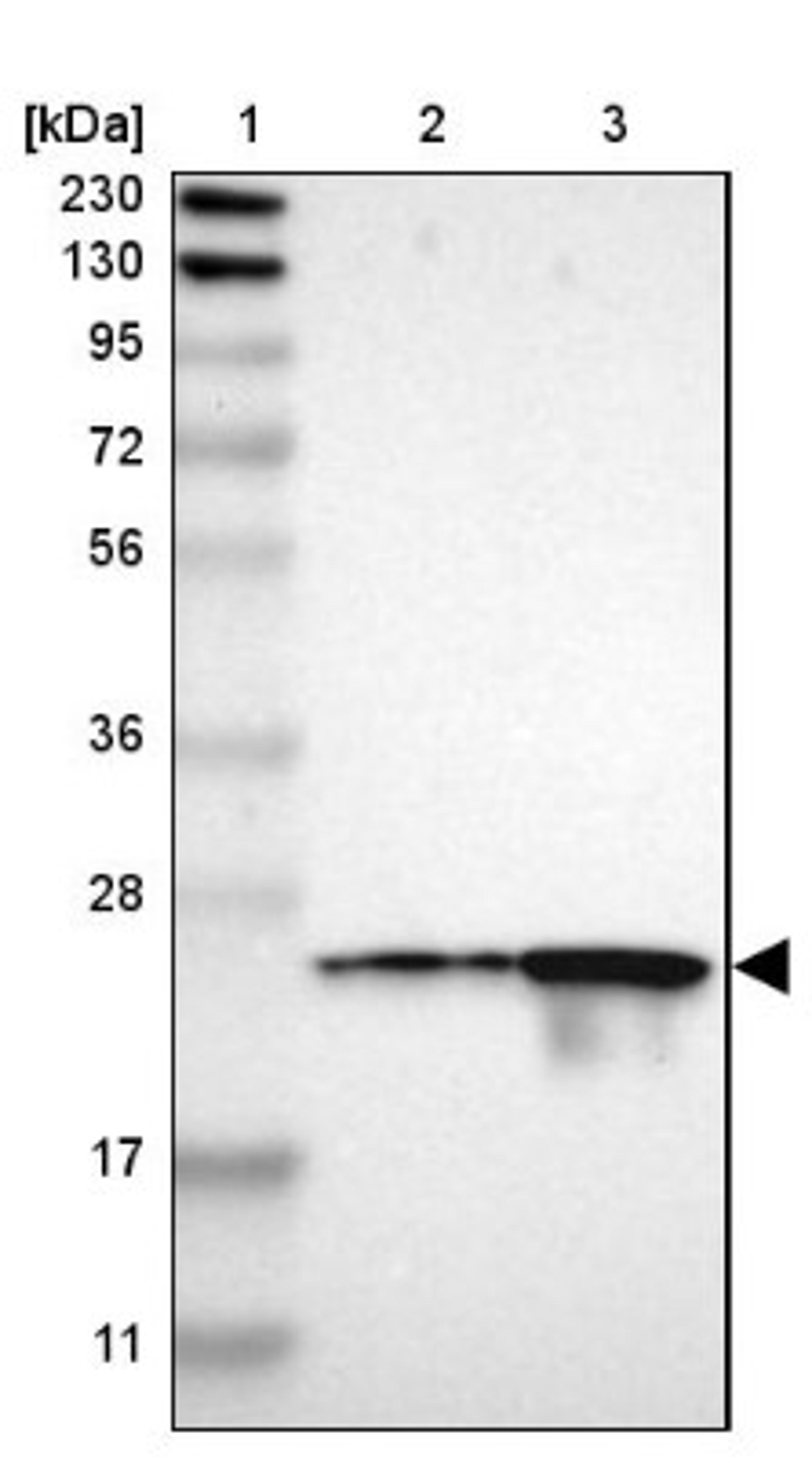 Western Blot: Peroxiredoxin 1 Antibody [NBP1-82558] - Lane 1: Marker [kDa] 230, 130, 95, 72, 56, 36, 28, 17, 11<br/>Lane 2: Human cell line RT-4<br/>Lane 3: Human cell line U-251MG sp