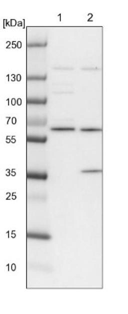 Western Blot: SPATA13 Antibody [NBP1-90848] - Lane 1: NIH-3T3 cell lysate (Mouse embryonic fibroblast cells)<br/>Lane 2: NBT-II cell lysate (Rat Wistar bladder tumour cells)