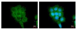 Immunocytochemistry/Immunofluorescence: FPGT Antibody [NBP2-16527] - A431 cells were fixed in 4% paraformaldehyde at RT for 15 min. Green: FPGT protein stained by FPGT antibody diluted at 1:500. Blue: Hoechst 33342 staining.