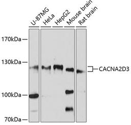 Western blot - CACNA2D3 antibody (A10315)