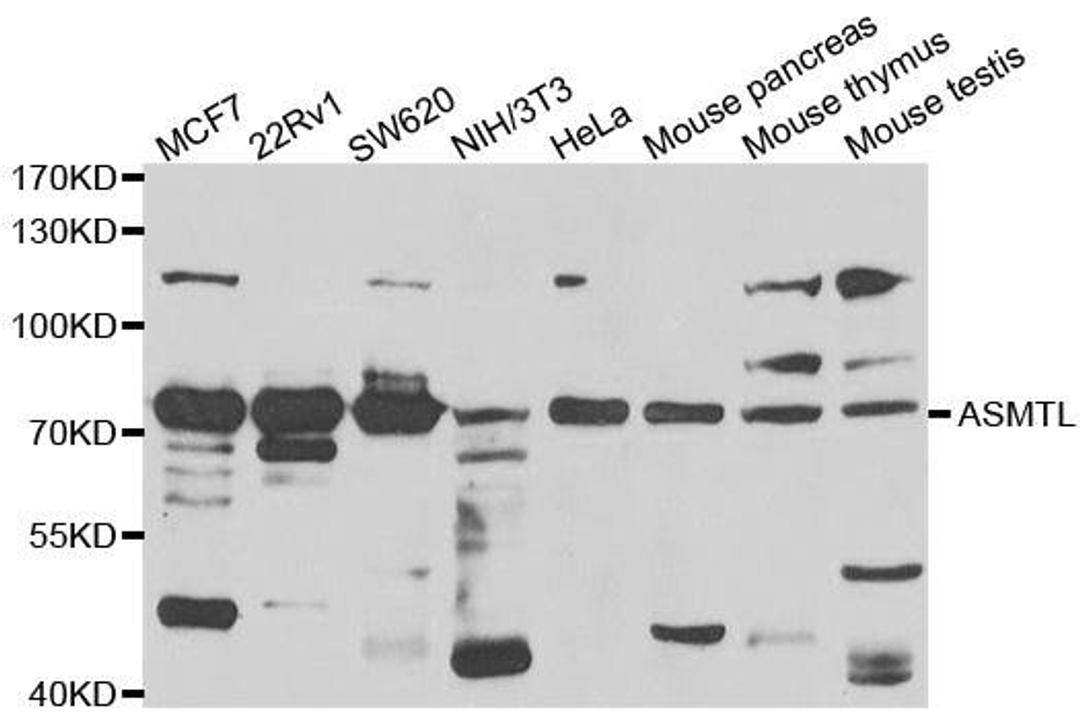 Western blot analysis of extracts of various cell lines using ASMTL antibody