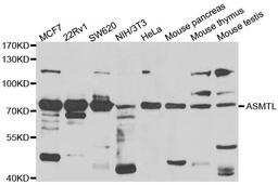 Western blot analysis of extracts of various cell lines using ASMTL antibody