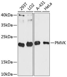 Western blot - PMVK antibody (A13866)