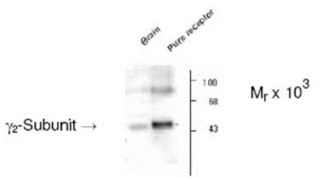 Western Blot: GABA-A R gamma 2 Antibody [NB300-190] - Rat hippocampal (Hipp) lysate showing specific immunolabeling of the ~46k gamma2-subunit of GABAA -R.