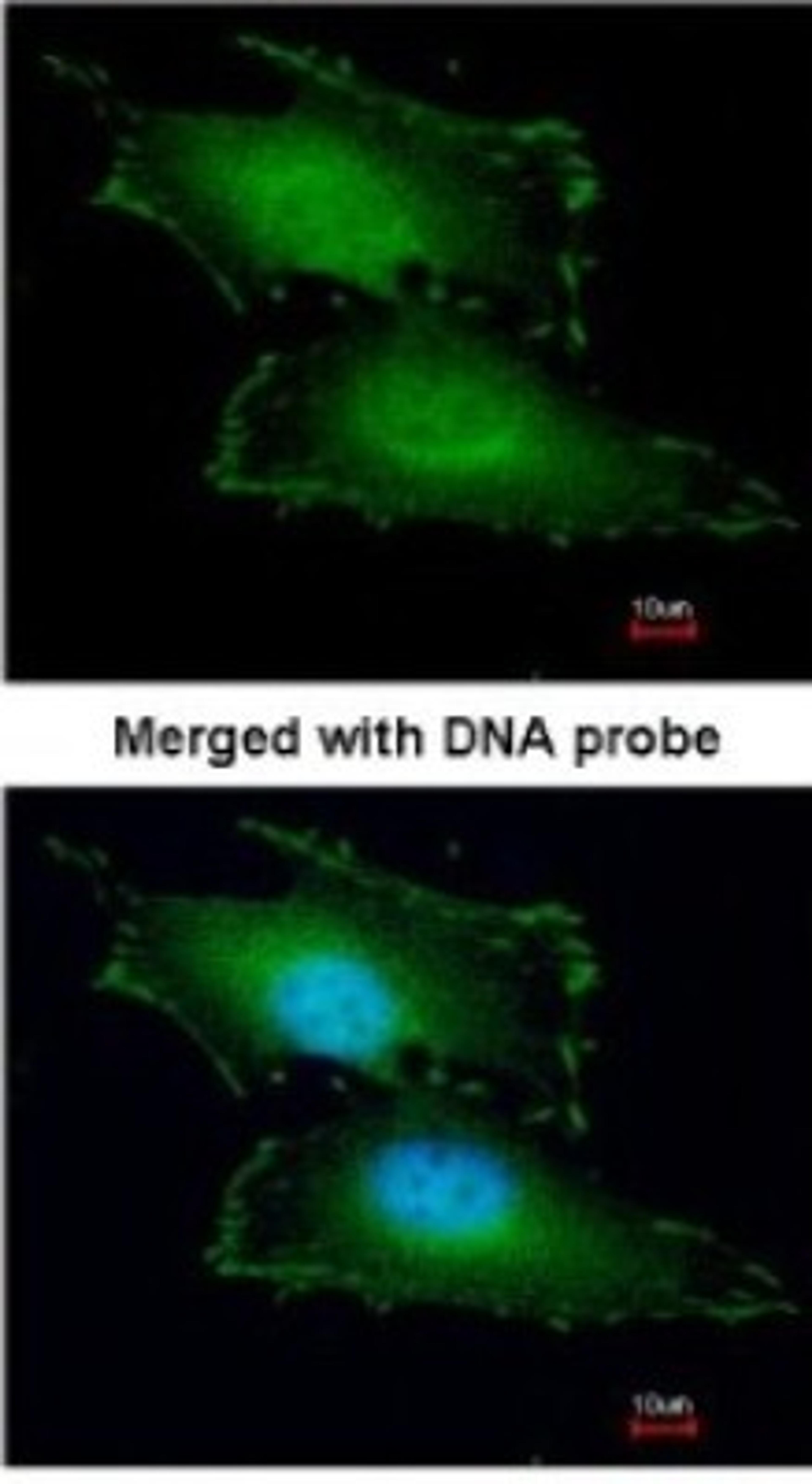 Immunocytochemistry/Immunofluorescence: Peflin Antibody [NBP1-31613] - Paraformaldehyde-fixed HeLa, using antibody at 1:200 dilution.