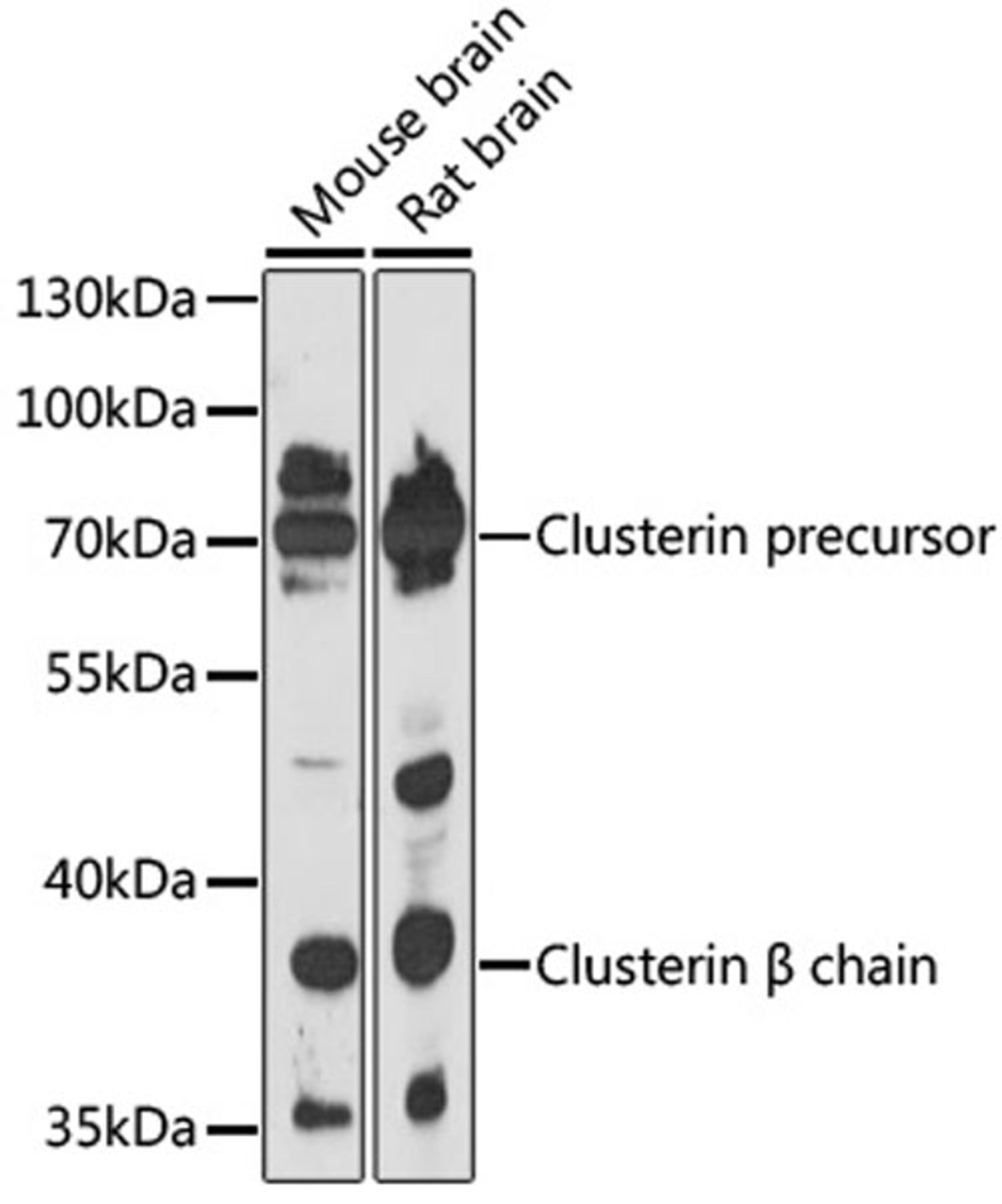 Western blot - CLU antibody (A12913)