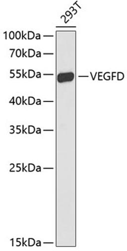 Western blot - VEGFD antibody (A13617)