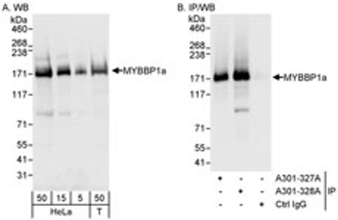 Detection of human MYBBP1a by western blot and immunoprecipitation.