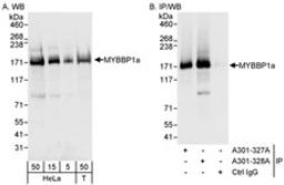 Detection of human MYBBP1a by western blot and immunoprecipitation.