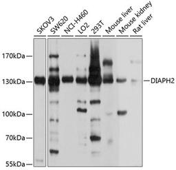 Western blot - DIAPH2 antibody (A10209)