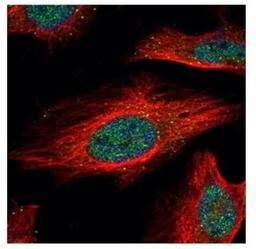 Immunocytochemistry/Immunofluorescence: IRF9 Antibody [NBP2-16991] - Confocal immunofluorescence analysis of paraformaldehyde-fixed HeLa, using IRF9 antibody (Green) at 1:500 dilution. Alpha-tubulin filaments are labeled with Alpha-tubulin antibody (Red) at 1:2000.