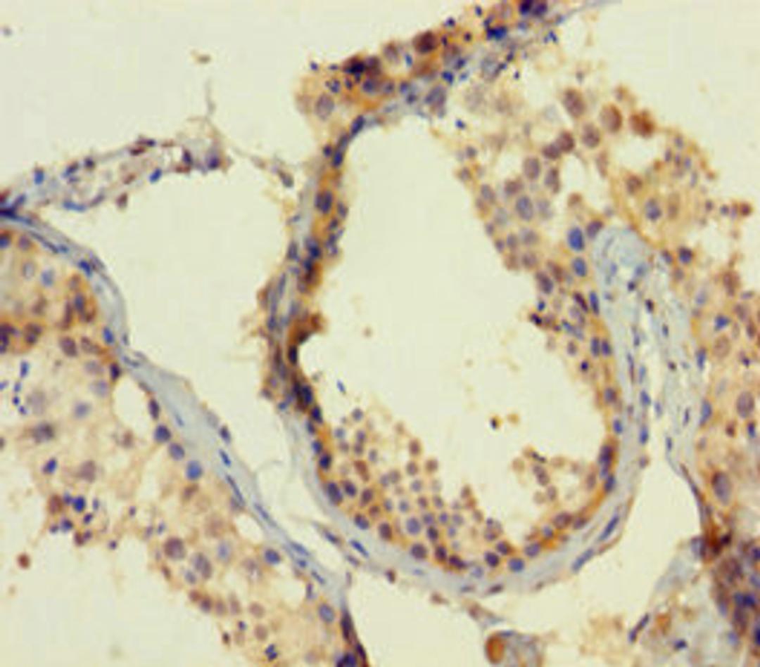 Immunohistochemistry of paraffin-embedded human testis tissue using CSB-PA846107LA01HU at dilution of 1:100