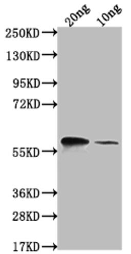 Western Blot. Positive WB detected in Recombinant protein. All lanes: omp38 antibody at 1:2000. Secondary. Goat polyclonal to rabbit IgG at 1/50000 dilution. Predicted band size: 52.5 kDa. Observed band size: 66 kDa.