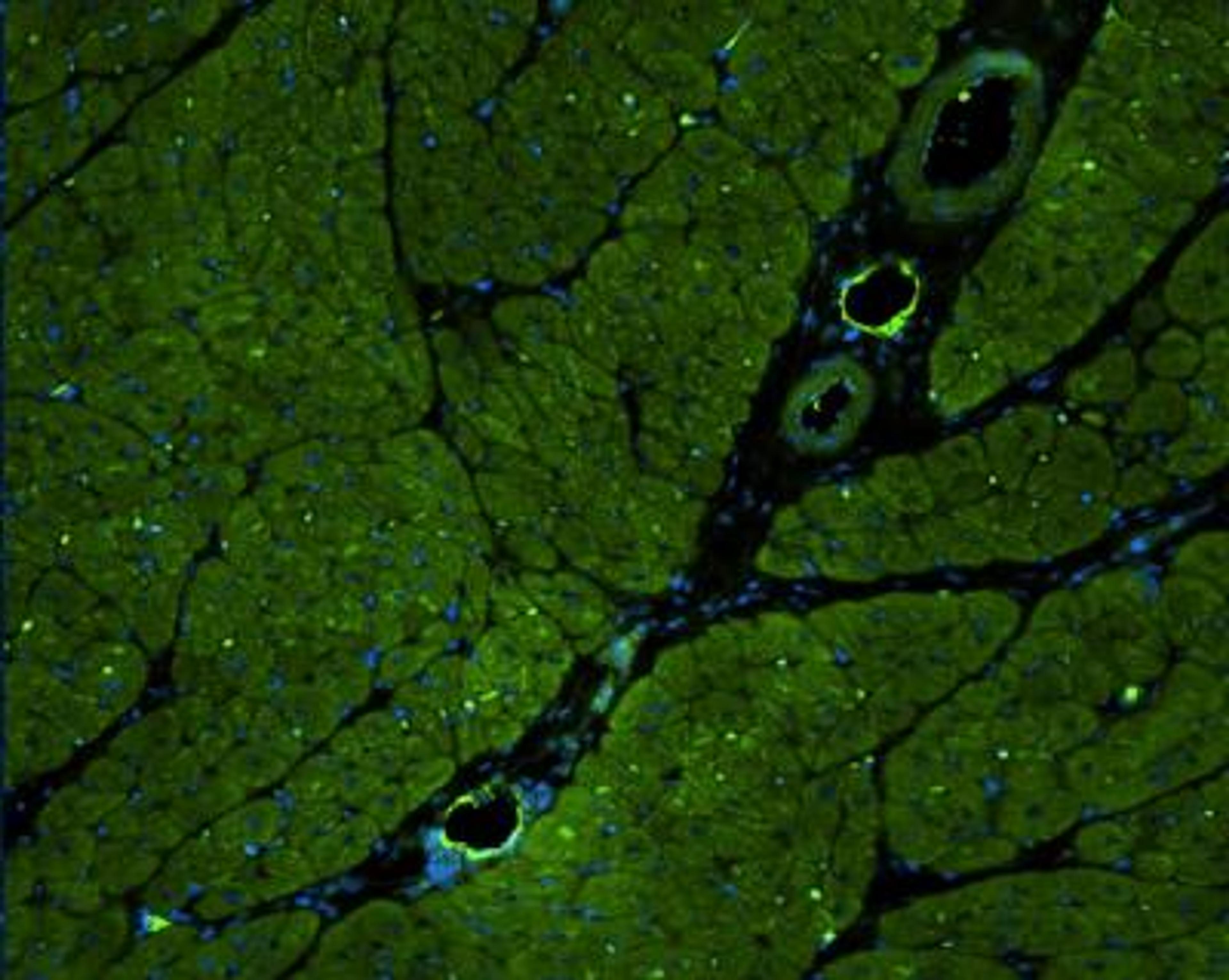 Immunofluorescence: E-Selectin/CD62E Antibody [NBP1-45545] - Analysis of E-Selectin in formaldehyde fixed, porcine cardiac tissue using anti-E-Selectin antibody. Image from verified customer review.