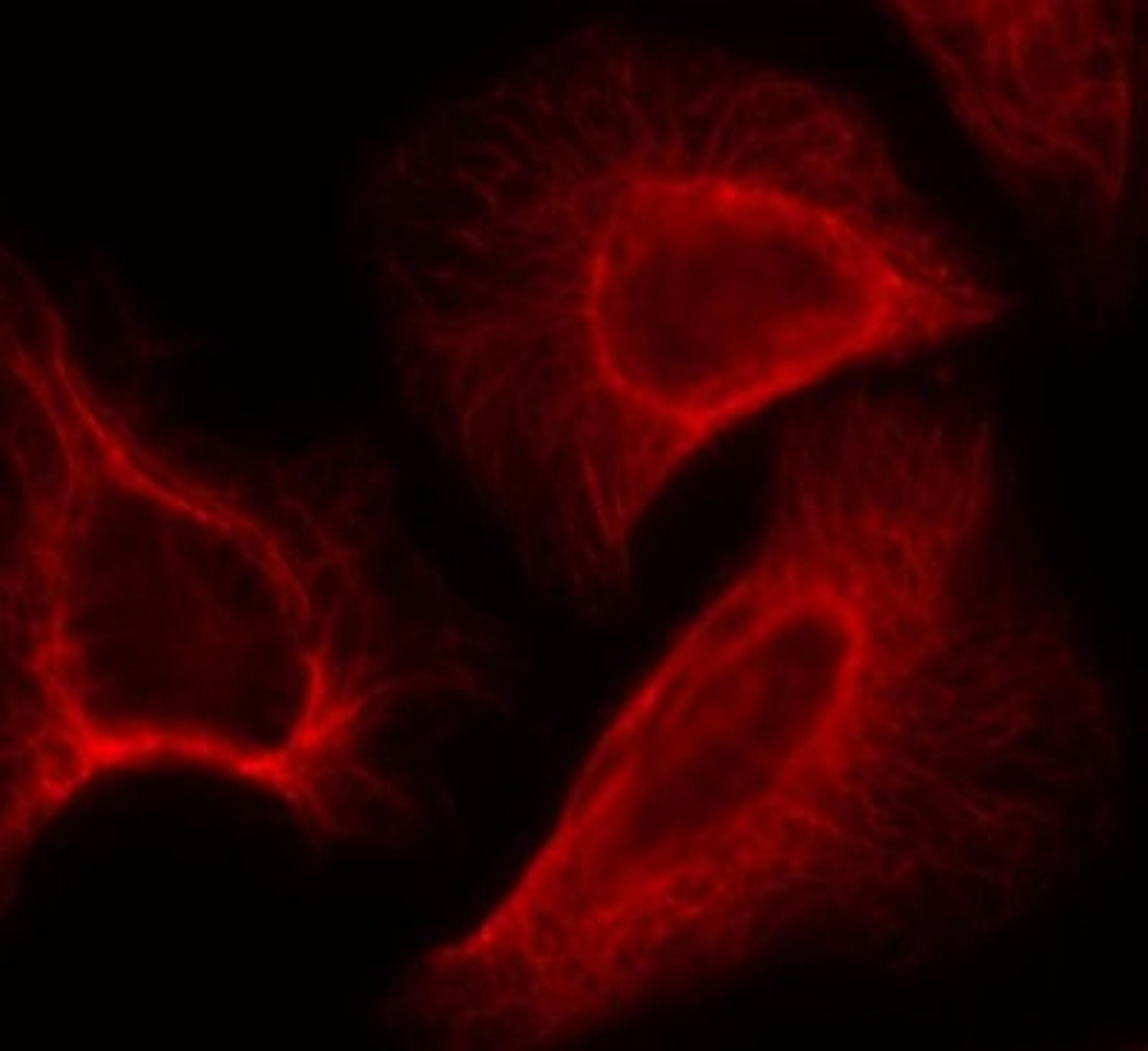 Immunocytochemistry/Immunofluorescence: S6K [p Ser424] Antibody [NB100-82115] - Staining of methanol-fixed Hela cells showing cytoplasmic, centrosomal and nuclear staining using p70 S6 Kinase(Phospho-Ser424) antibody