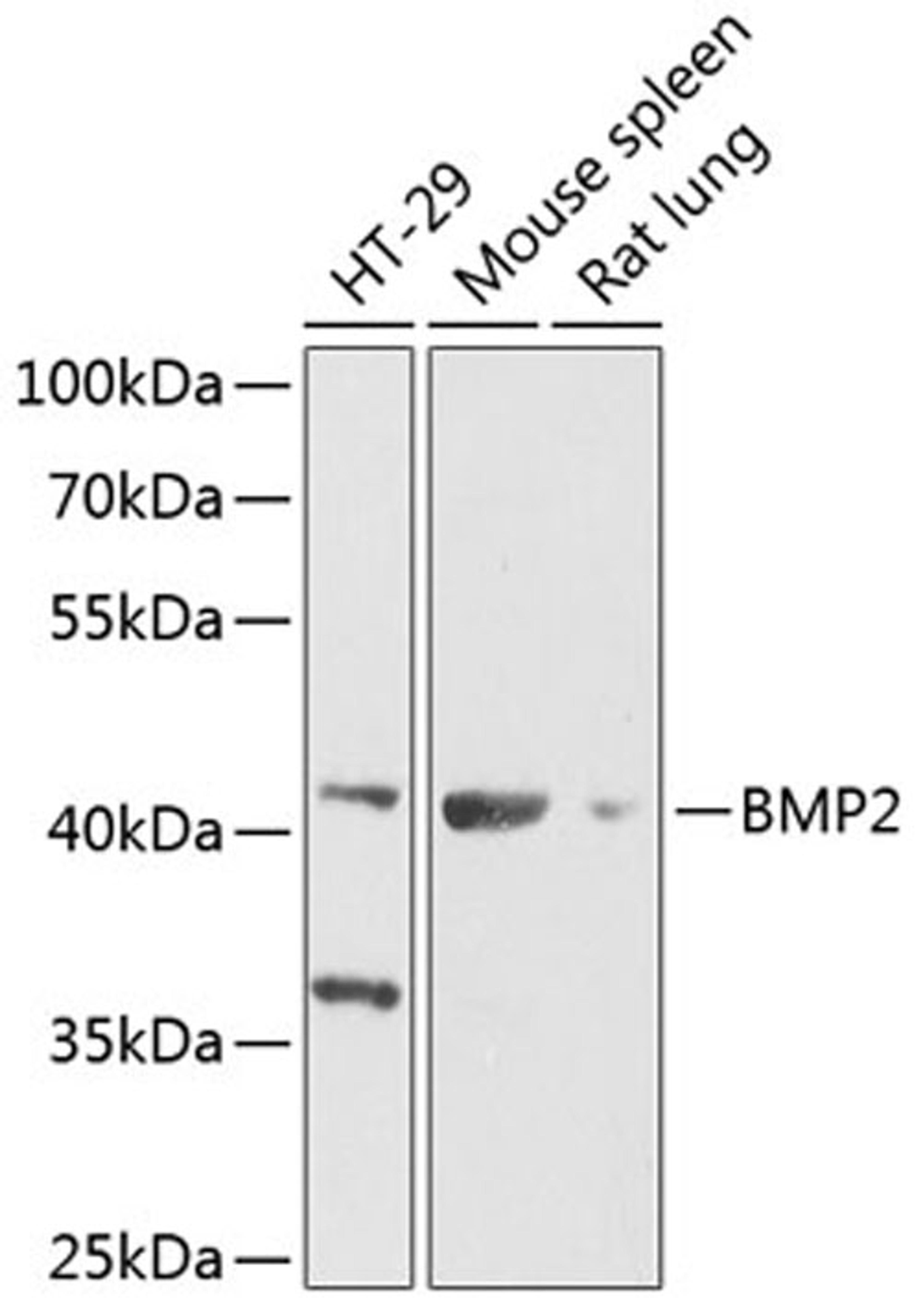 Western blot - BMP2 Antibody (A12781)