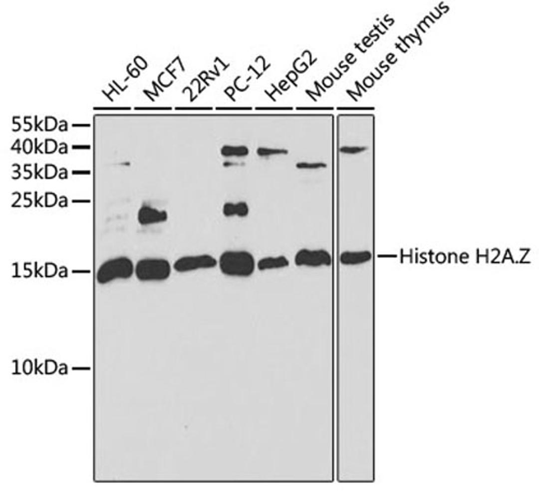 Western blot - H2AFZ antibody (A6614)